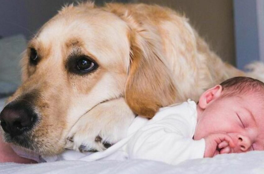  Una amistad muy cercana: un golden retriever cuida a un bebé desde que ha nacido