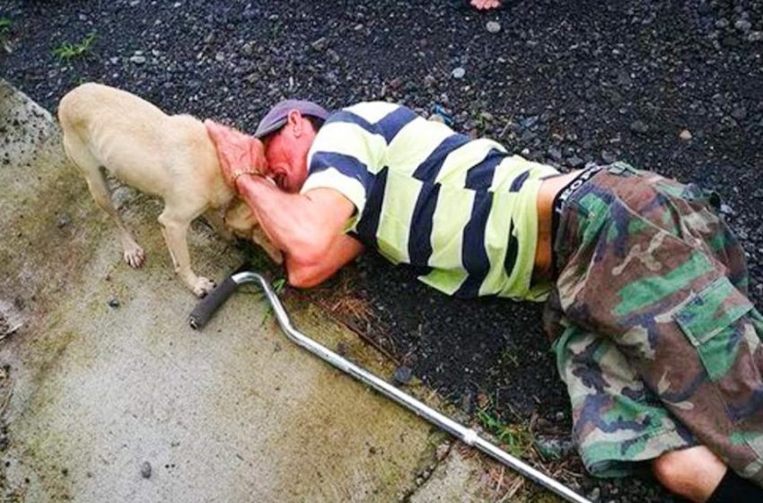  Todos pasaron junto a un anciano que estaba en el suelo. Solo el perro hizo todo lo posible para salvar al dueño