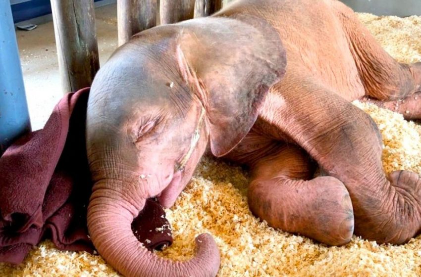  Un elefante raro fue rescatado de una trampa de los cazadores furtivos, se ha recuperado completamente