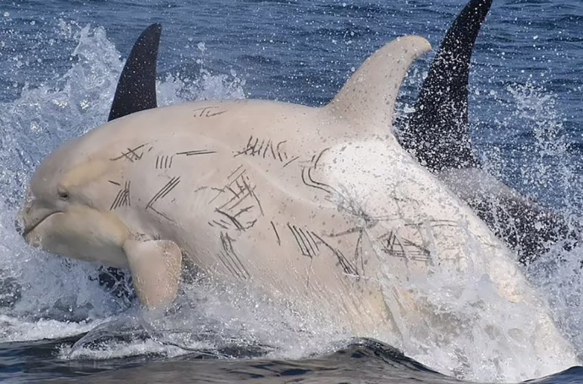  Dos orcas increíblemente raras y blancas fueron vistas juntas en la costa de Japón