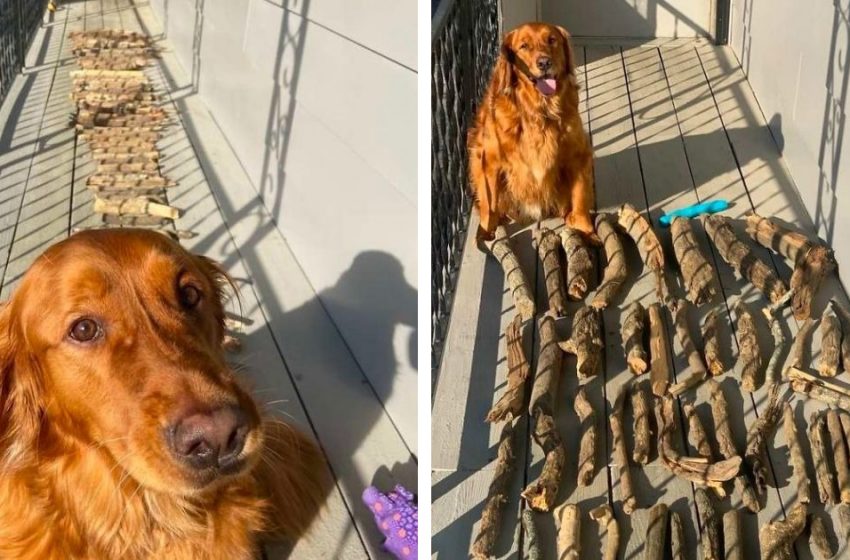  El Golden Retriever le muestra a su padre qué orgulloso está de su colección de palos