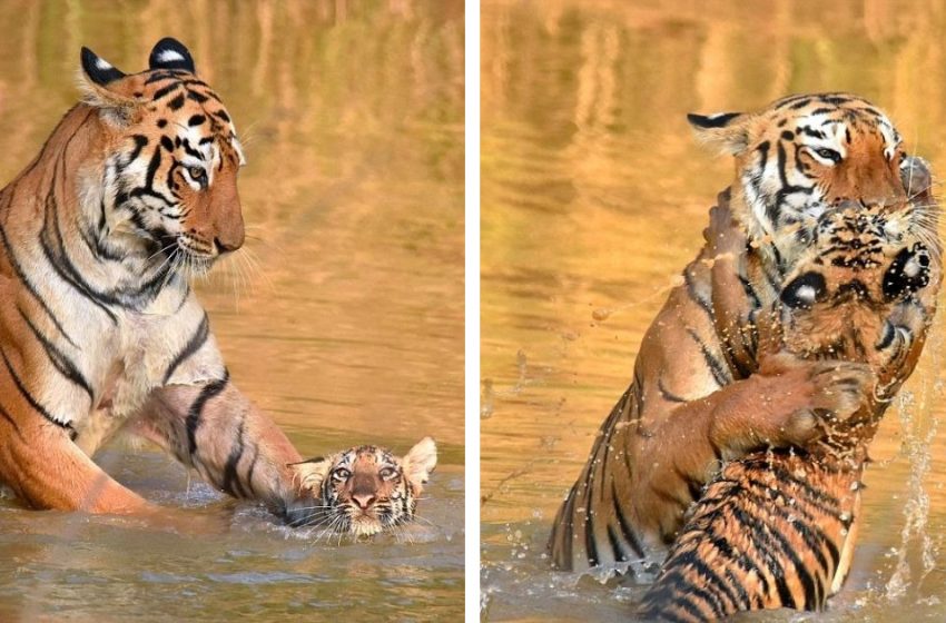  Las fotos impresionantes muestran a la madre tigre rescatada que se lo lava a su cachorro en el río ( 8 fotos)