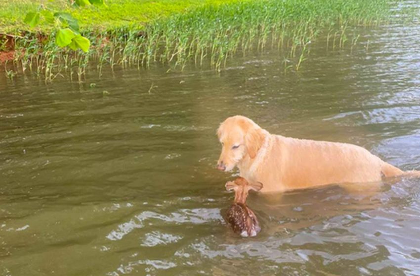  El perro huyendo salva a un ciervo y se hace amigo de él