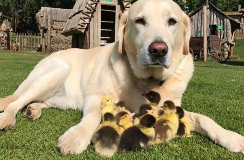  Conoce a Fred, el Labrador que adoptó a nueve patitos después de que perdieran a su madre.