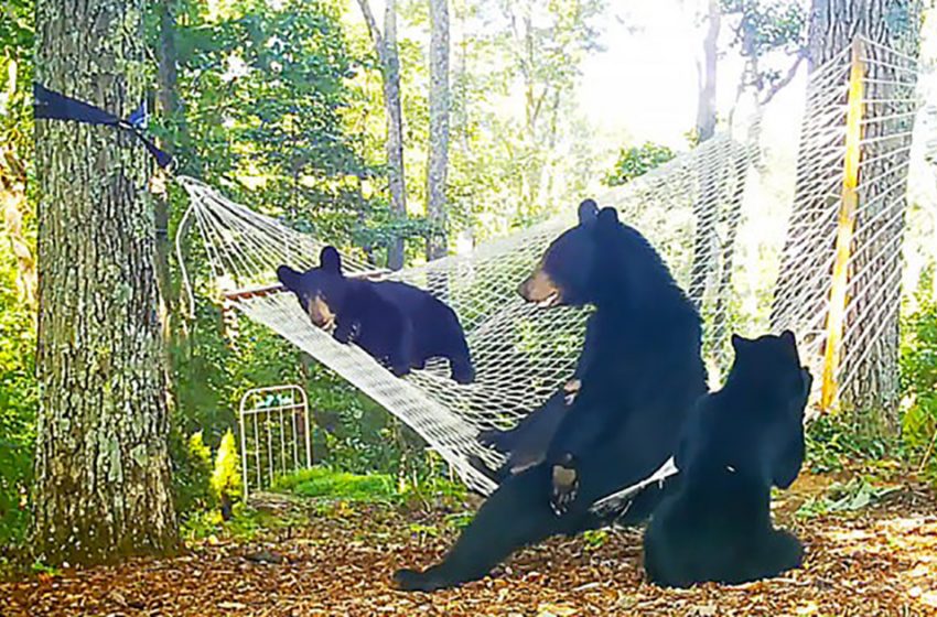  La mujer crea una hamaca para que la madre oso y sus  cachorros jueguen