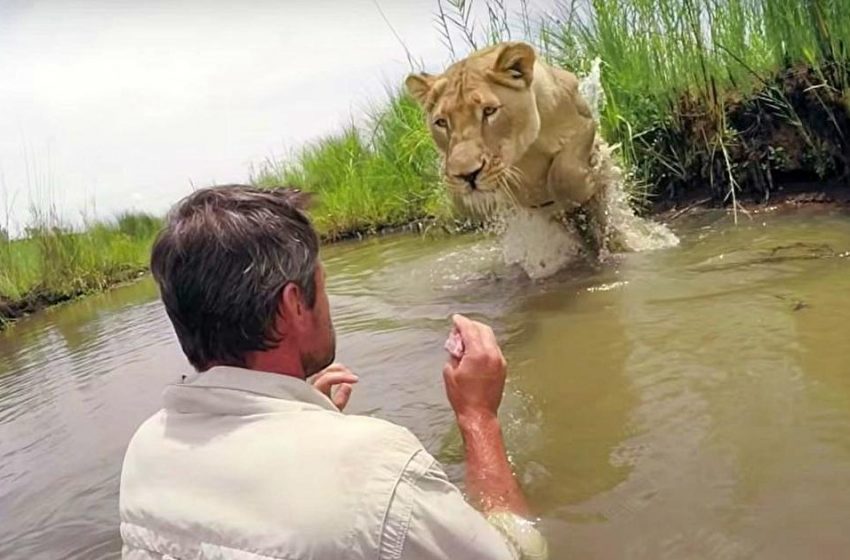  El hombre que les rescató a dos cachorros de león hace siete años, regresa y les encuentra cara a cara