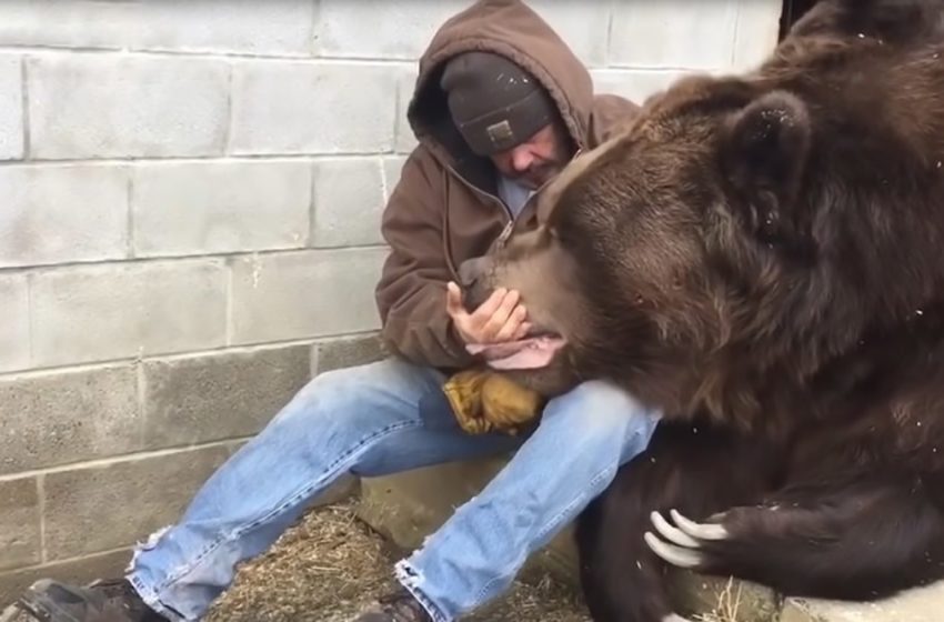  Un momento hermoso, el hombre le consuela al oso enfermo de 1400 libras con un abrazo