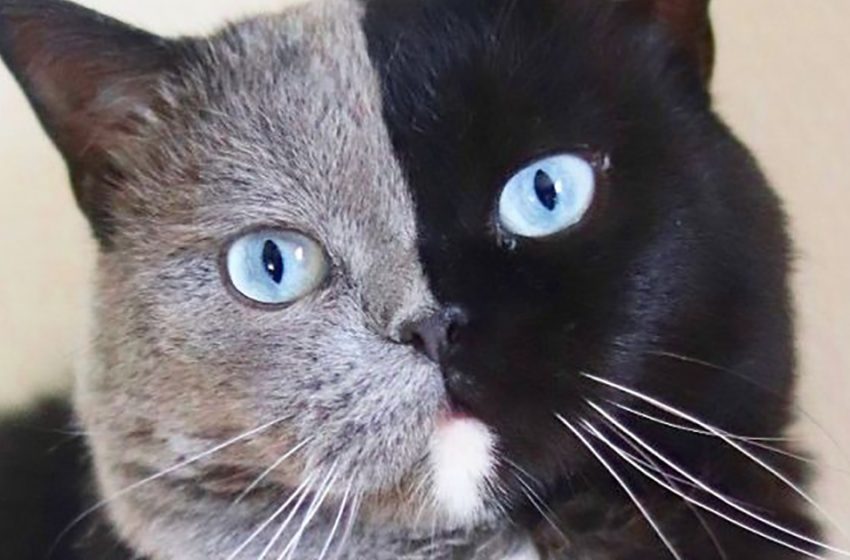  El gato con la cara de color dividido se convierte en padre de gatitos de diferentes colores