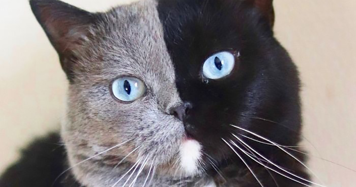 El gato con la cara de color dividido se convierte en padre de gatitos de diferentes colores