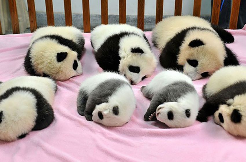  Panda Daycare existe y es el lugar más adorable de la tierra