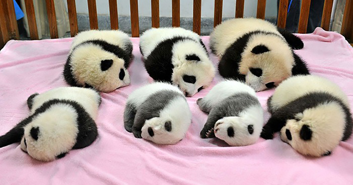 Panda Daycare existe y es el lugar más adorable de la tierra