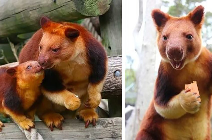  Conoce al árbol-canguro, el adorable primo del canguro del que probablemente nunca has oído hablar.