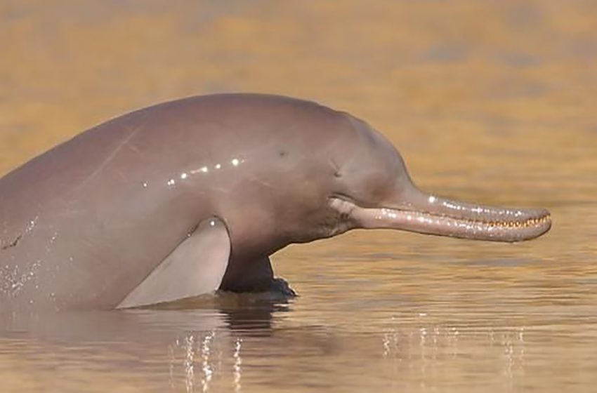  Conoce a los raros y en peligro de extinción delfines del río Indo ciegos que están recuperándose (8 imágenes)