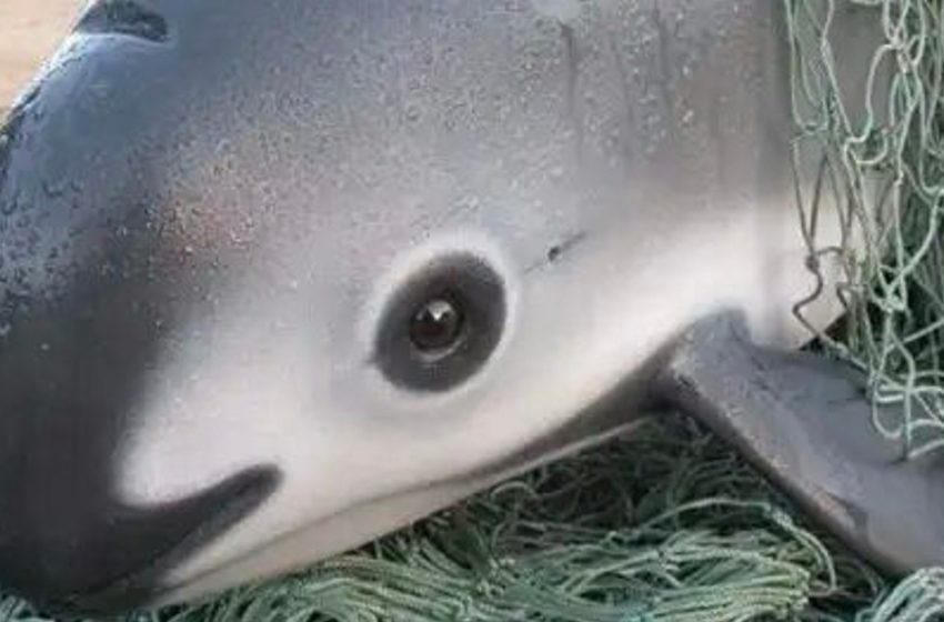  Conoce a la impresionante vaquita, el animal más raro del mundo con solo 10 ejemplares en existencia.