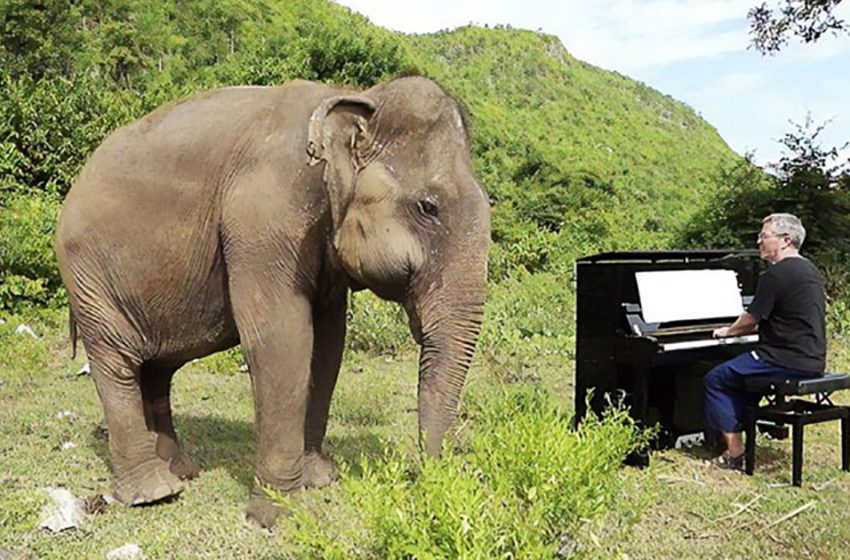  Pianista toca música curativa para elefantes rescatados ciegos.