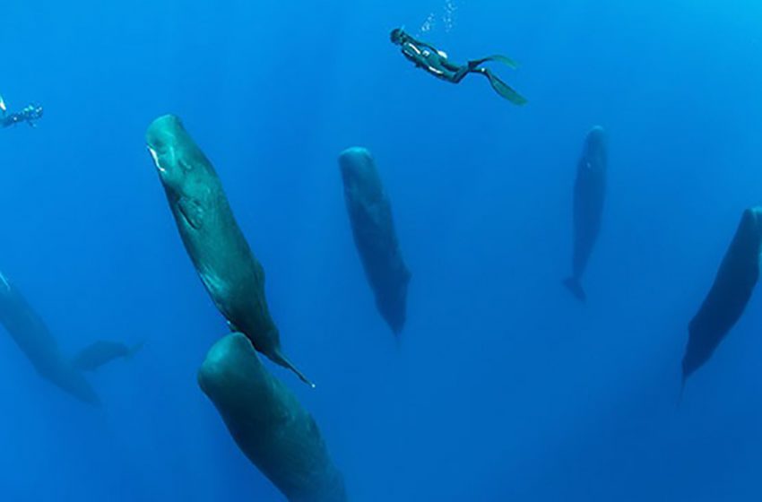  Fotógrafo captura una rara escena de ballenas cachalotes durmiendo verticalmente