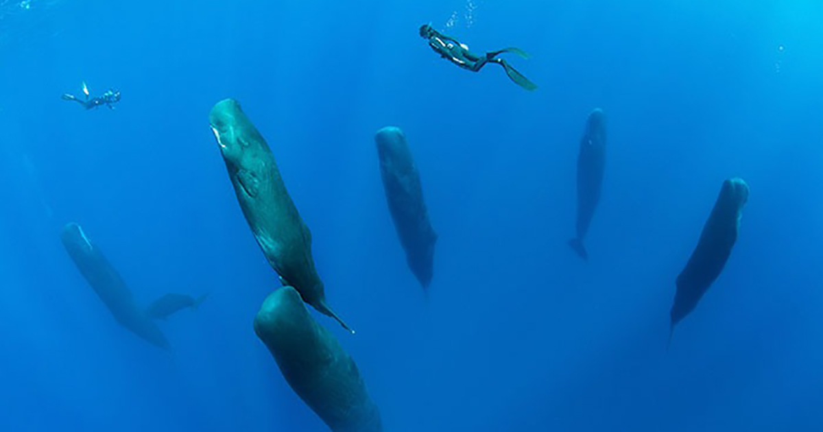 Fotógrafo captura una rara escena de ballenas cachalotes durmiendo verticalmente