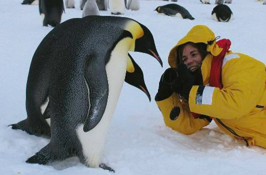  La profesión más bonita e inusual es la aleta de un pingüino