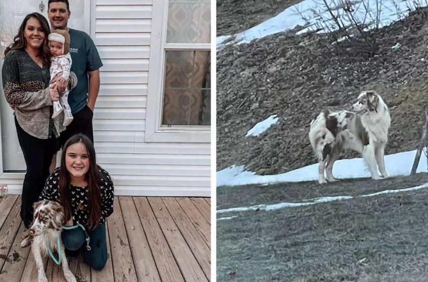  El llanto del niño le ayudó a la familia a volver al perro que había huido